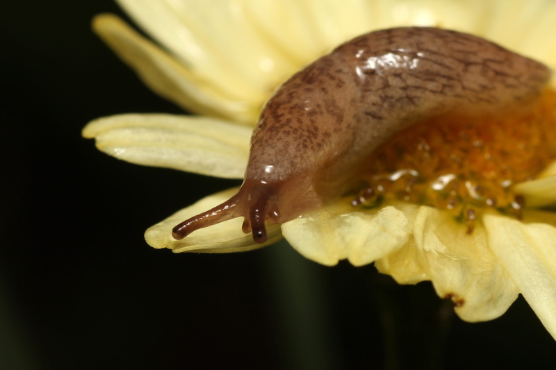 mollusk, greasy, focus on foreground, freshness, forest, baby, macro, food and drink, nature, points, animal wildlife, moist, food, invertebrate, yellow