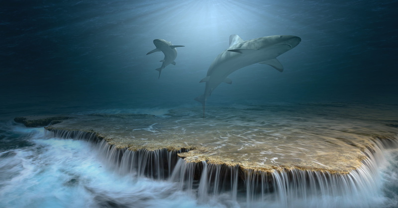 sea life, 3d model, diving, adventure, light, sea, undersea, incidence of light, swim, hai, ocean, near, diving equipment, scuba diving, aquatic sport
