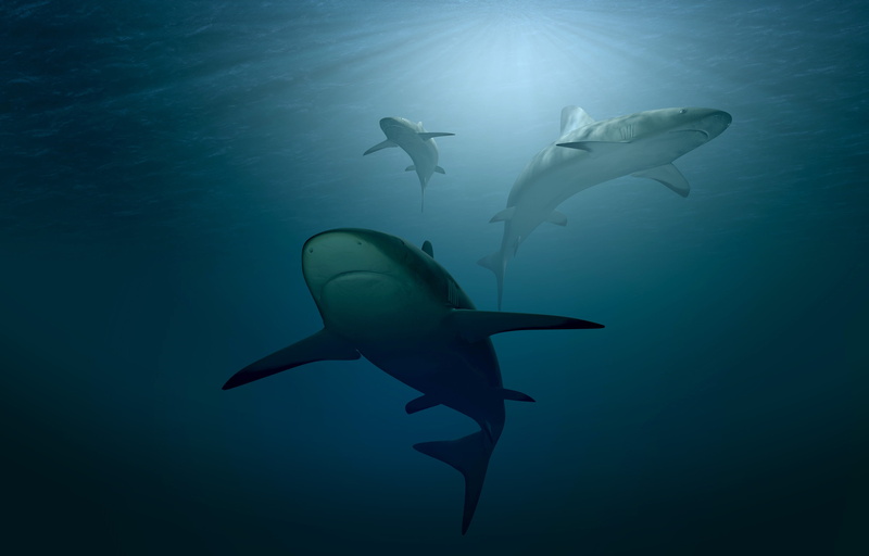 swim, diving, nature, water, meeresbewohner, undersea, ocean, no people, blue, hai, shark, incidence of light, animal themes, fish, sea life, body, swimming