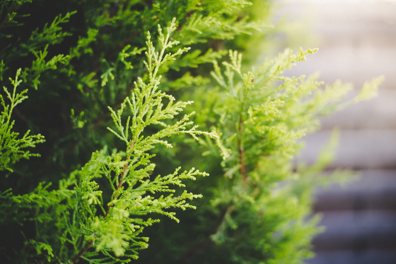 plant part, evergreen, selective focus, vegetable, close-up, beautiful light, green, food, plant, cypress, agriculture, field, green color, 5K, food and drink