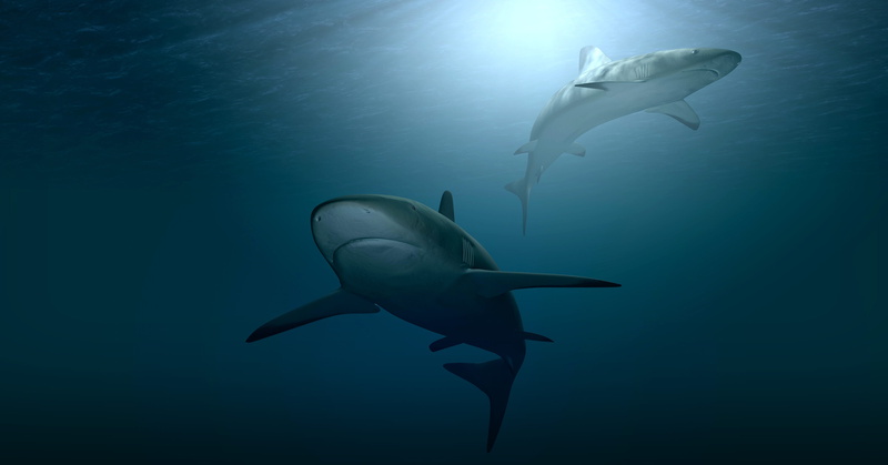 group of animals, meeresbewohner, water, undersea, diving, 4K, sea life, hai, fish, ocean, swim, shark, animal wildlife, 3d model, hunter, two, vertebrate