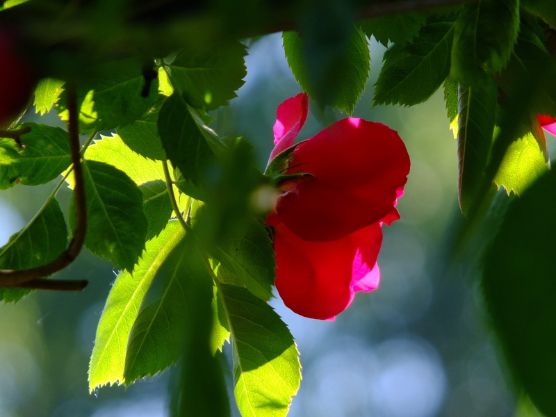 rose family, outdoors, summer, no people, bloom, flower, rose hedge, freshness, day, back light, Blossom, spring, green color, fragility, flowering plant