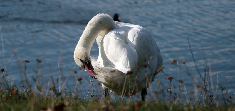 lighting, no people, one animal, light, fauna, mute swan, blue, nature, zoology, animals in the wild, bird, romance, beauty in nature, vertebrate, mood