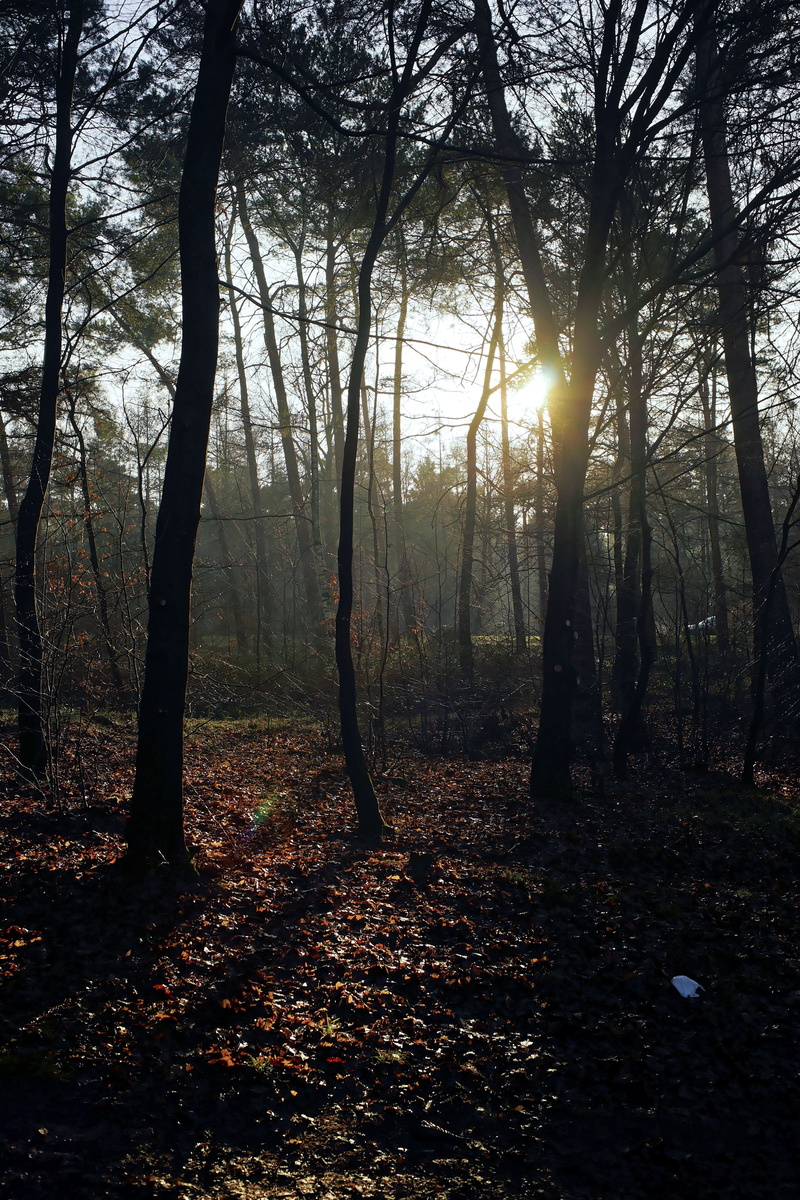 day, plant, branch, mood, aesthetic, land, back light, january, woodland, no people, incidence of light, sunlight, tree trunk, conifers, sky, winter sun
