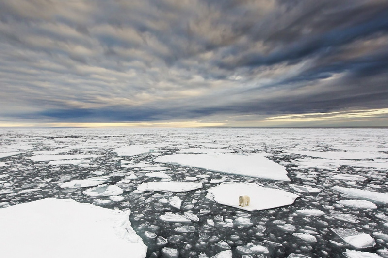 1080P, nature, birds eye view, snow, horizon, Marco Gaiotti, animals, polar bears, landscape, Antarctica, clouds, global warming, ice, environment, winter