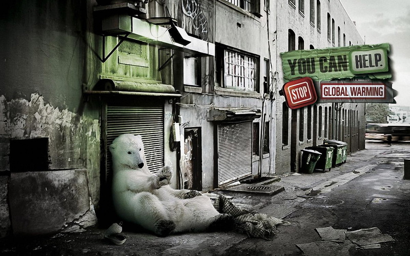global, 720P, polar, stop, warming, bear