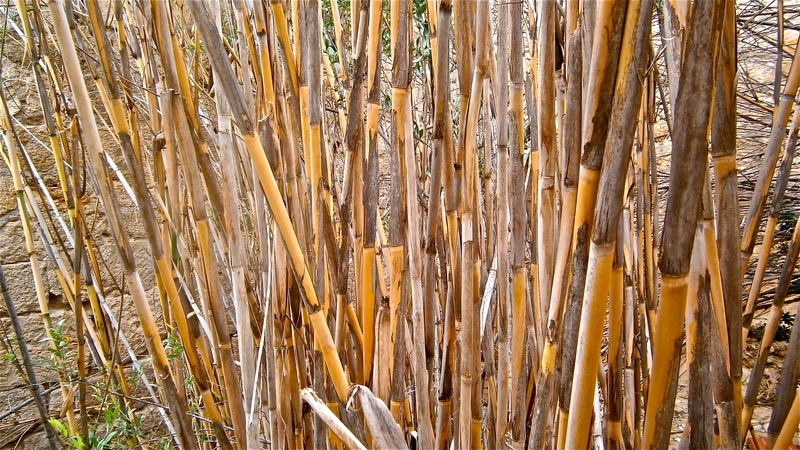 stems cylindrical, 8K, botany, plant, land, no people, outdoors, pattern, abundance, beauty in nature, cane, day, dry, arundo donax, backgrounds, large group of objects