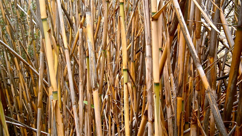 bamboo grove, wood - material, bamboo - plant, full frame, no people, growth, vegetable, nature, cattail, land, tree, stems cylindrical, botany