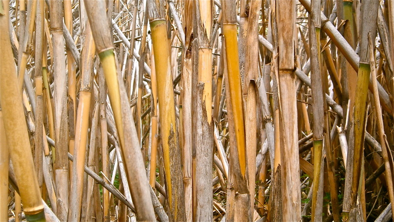 cane, outdoors, bamboo, backgrounds, wood - material, abundance, dry, stems cylindrical, tree, close-up, pattern, large group of objects, full frame, tree trunk