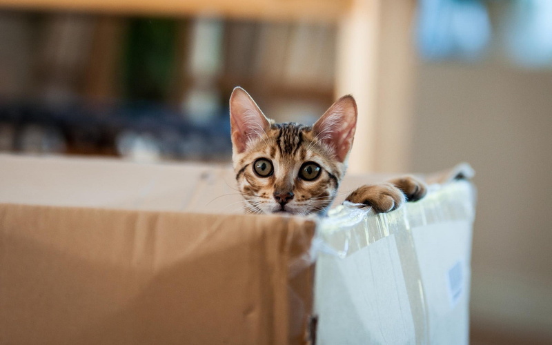 animal head, looking at camera, domestic, vertebrate, kitten, mammal, tabby, animal themes, pets, animal, plastic bag, selective focus, one animal, portrait