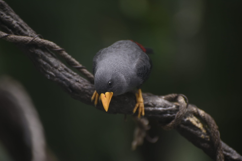 photography, branch, animal, outdoors, beak, gray, animal photography, animal themes, plant, vertebrate, feathers, black color, animal wildlife, no people