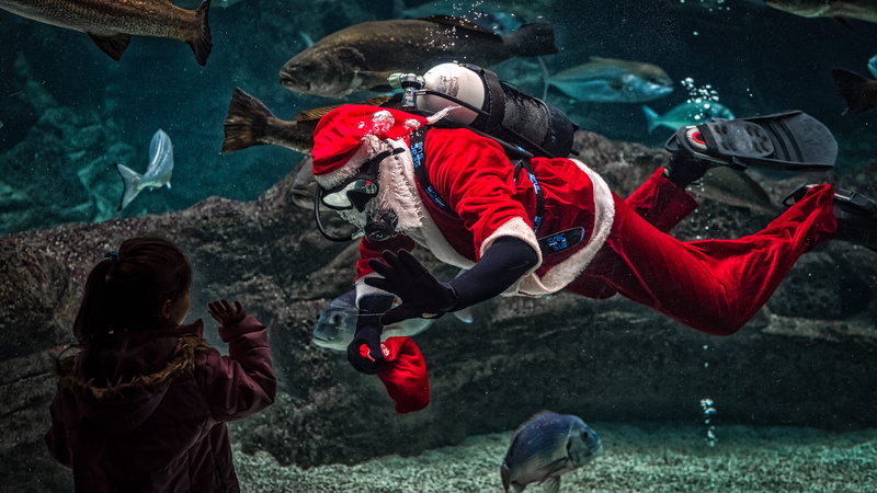 women, costume, child, santa, 5K, close-up, santa claus, leisure activity, aquarium, people, girl, diving, clothing, red, swimming, group of animals, two people