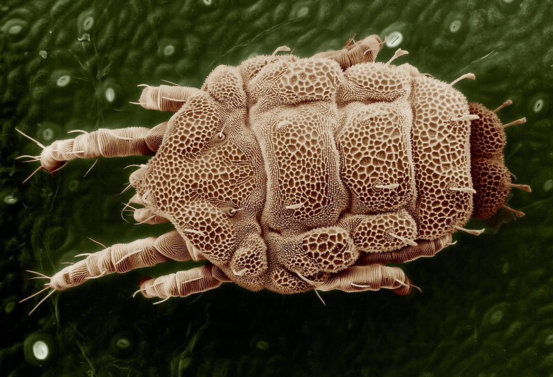 Macro, mushroom, Yellow Mite, invertebrate, animal wildlife, parasite, insect, top view, pattern, spotted, animal themes, magnified, beauty in nature, close-up