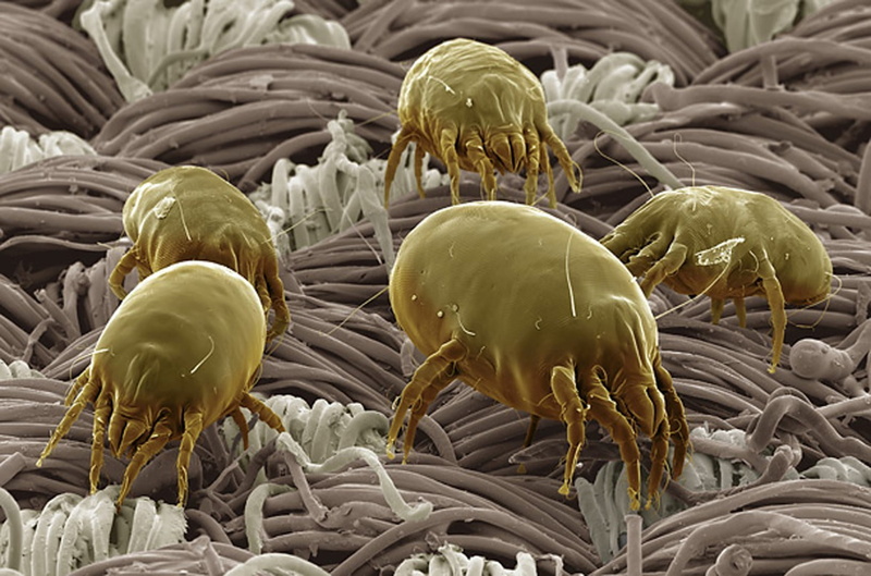 mite, 720P