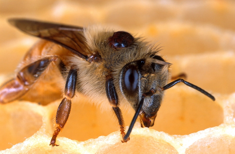 honeybee, Bee, honeycomb, animals in the wild, close, no people, disease, spider, animal antenna, beauty in nature, apis mellifera, animal themes, animal