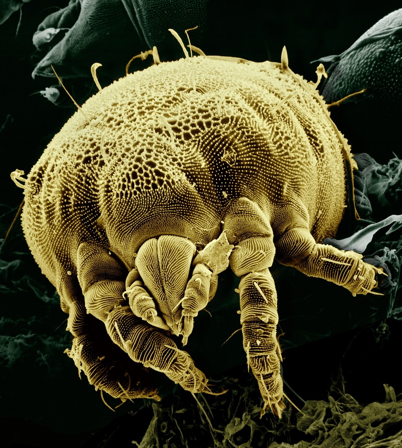 acariform, fruit, electron microscope, animals in the wild, lizard, animal, magnified, animal body part, natural pattern, brown, one animal, agriculture