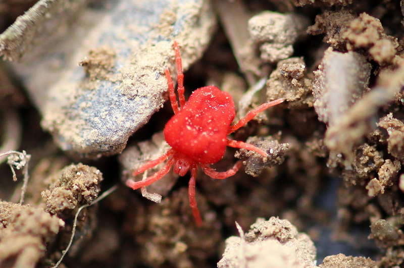fruit, cold temperature, animal, trombidium holosericeum, in the garden, high angle view, mite, day, no people, beauty in nature, macro, earth, frozen