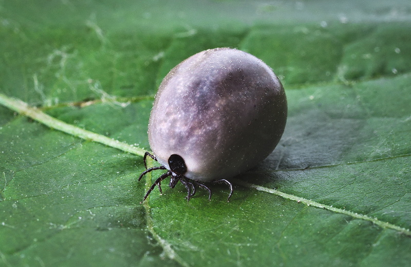 close-up, danger, food and drink, food, day, bites, animal wildlife, selective focus, lyme disease, animal, the infection, insect, photography, invertebrate