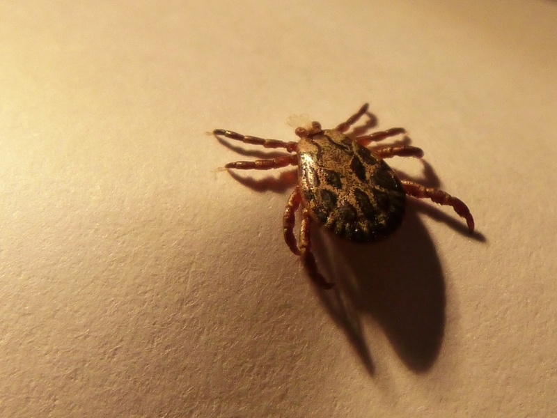 jumping spider, phobia, zoology, arthropod, invertebrate, animal wildlife, high angle view, shadow, wildlife, one animal, spider, animals in the wild, mite