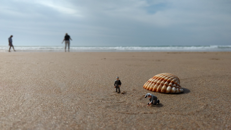h0, craftsmen, people, beauty in nature, holiday, beach, horizon, day, sand, 4K, animal wildlife, sea, cloud - sky, water, nature, outdoors, shell, travel destinations