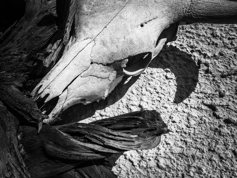 lehigh acres, sunlight, rough, spooky, nature, wood - material, plant, cow, animal, trunk, tree, stump, land, tree trunk, outdoors, grayscale, death, florida