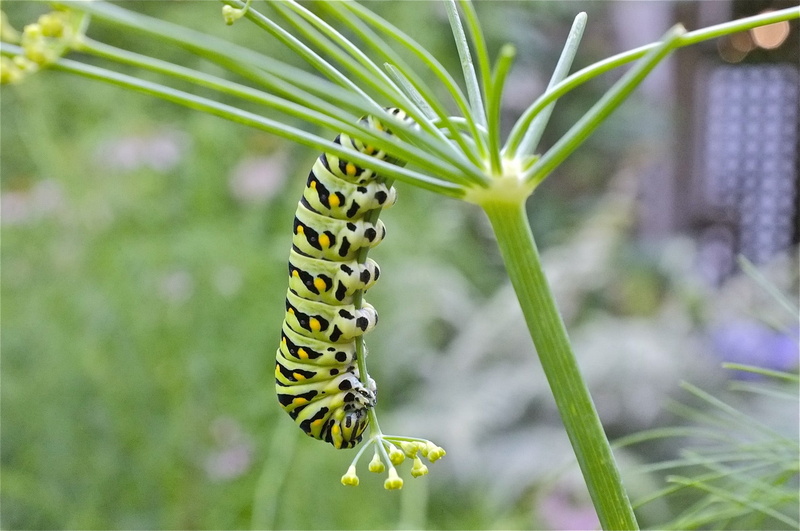 animal themes, invertebrate, outdoors, nature, animal, caterpillars, butterfly - insect, no people, 1080P, flower, focus on foreground, day, beauty in nature