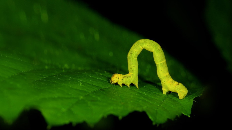 worm, animal themes, inch worm, animals, black background, freshness, animal wildlife, invertebrate, studio shot, 720P, plant part, no people, caterpillar