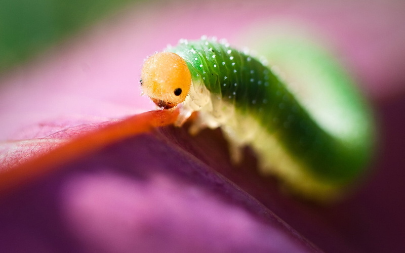 close-up, invertebrate, outdoors, one Animal, animals in the wild, animal head, wildlife, animal wildlife, nature, no people, animals, animal, selective focus