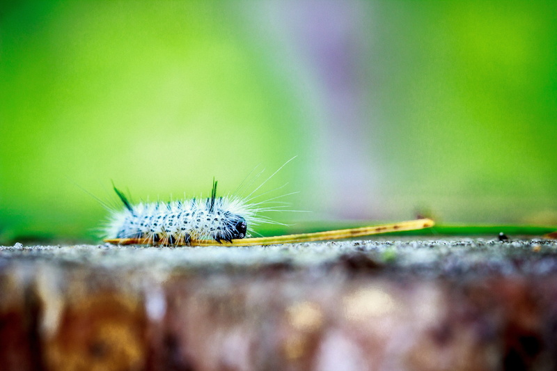 5K, caterpillars, macro