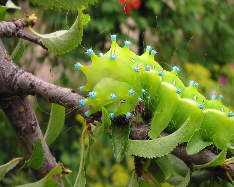 animals, Denkimushi, caterpillars, nature, 720P