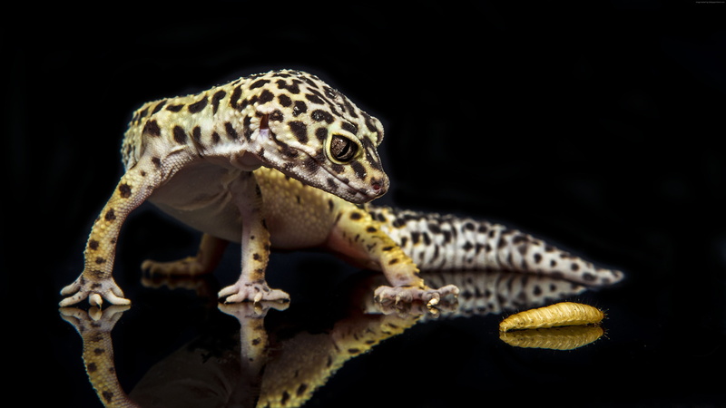 green, caterpillar, animals, close-up, lizard, Gecko, reptile, 5K, eyes