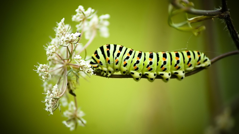 photography, 4K, caterpillar, worm, macro, insect, flower, spring