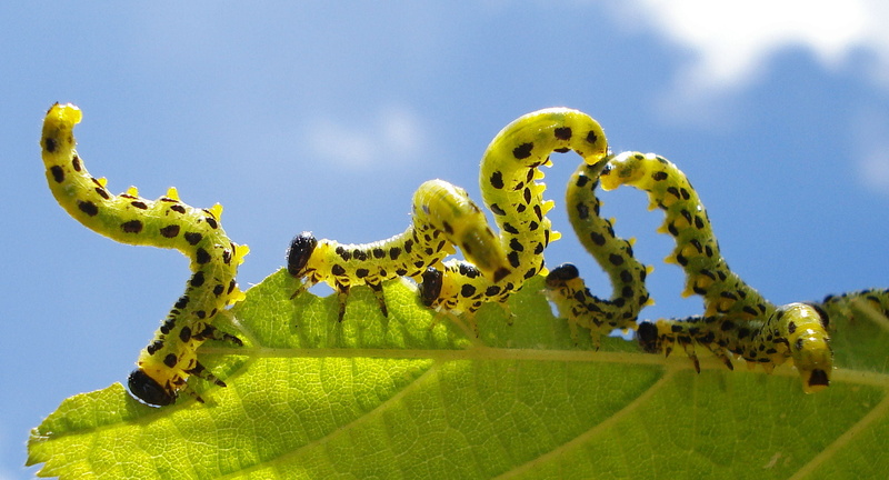 Sawfly, 1080P, Wildlife, Larvae, animal, nature, Hazel, caterpillars, photography, fauna, Croesus, Lincolnshire, Birch, macro, green, five