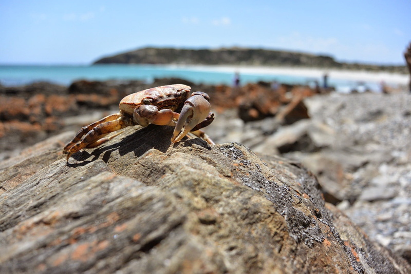 outdoors, nature, solid, water, close-up, selective focus, sea, marine, rock, no people, australia, 1080P, day, rock - object, beach, surface level, land