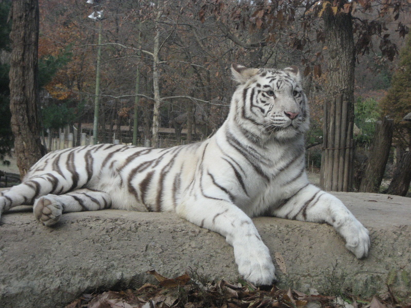 zoo, tigris River, striped, cat, whisker, Animal, nature, animals in the wild, relaxation, Backhoe, mammal, 2K, carnivora, Fur, White, carnivore, one animal