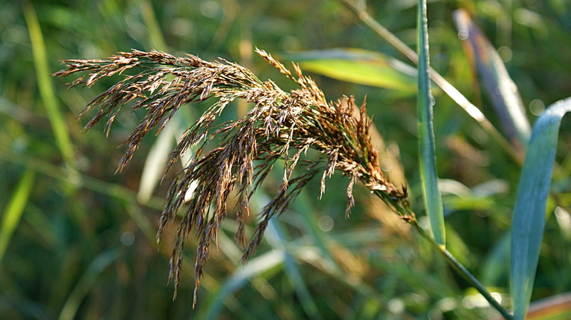 4K, relaxation, nature, close-up, reed, plant part, morning, vote, green color, landscape, no people, focus on foreground, crop, land, outdoors, grass