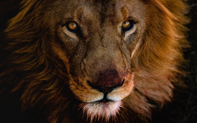 dark, look, 2K, handsome, wild cat, young, Leo, eyes, portrait, face, close-up, mane, after lunch, background
