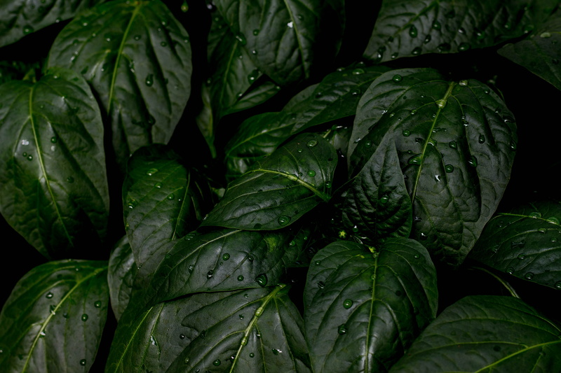 dew, rain, wet, summer, full frame, dark green, water drops, plant part, water, freshness, dark green plants, close-up, wet plants, no people, leaves, droplets