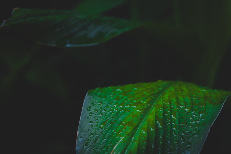 rain drops, plant part, wet, freshness, beauty in nature, water, green, liquid, water drop, 5K, h2o, dew, focus on foreground, waterdrops, selective focus