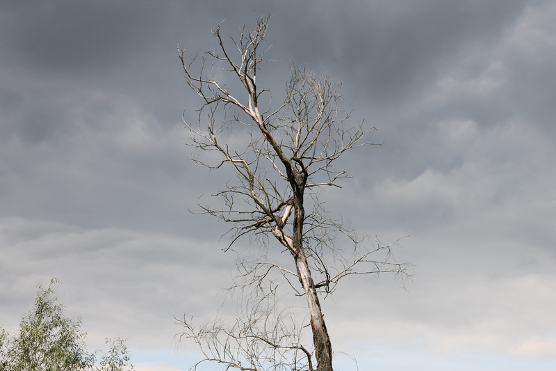 no people, landscape, cloud - sky, trunk, dark, trees, Dark, tranquility, bare tree, Background, tree trunk, view, tree, the bark, low angle view, sky