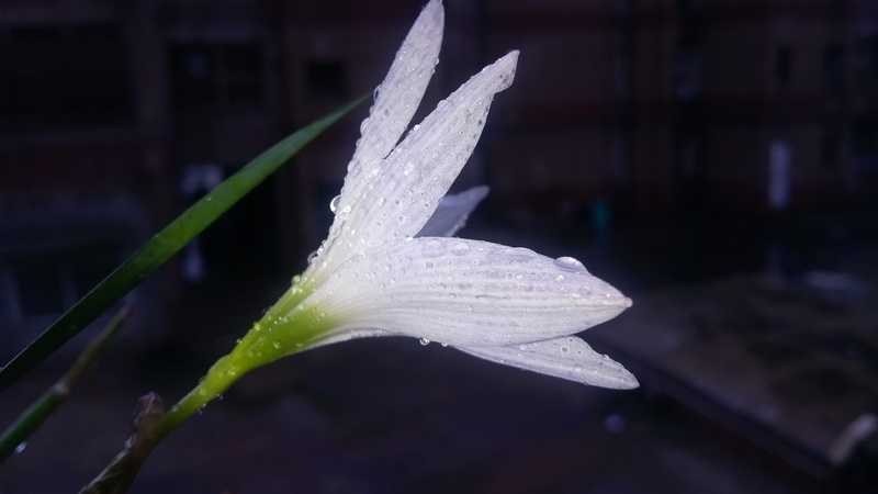 pollen, outdoors, flowering plant, flower head, urban photography, after rain, close-up, nature, plant, raindrop, natural pic, growth, focus on foreground
