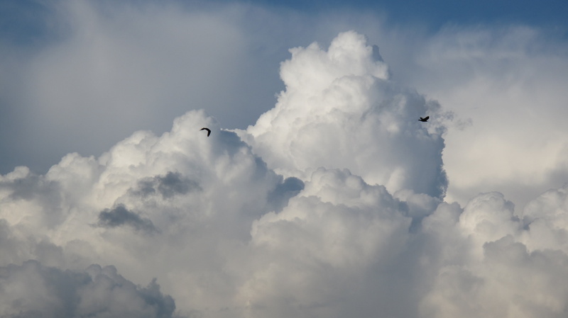 clouds, mid-air, hail, storm clouds, animal wildlife, rain, lightning, day, airplane, nature, outdoors, after the storm, vertebrate, birds, the sun, blue