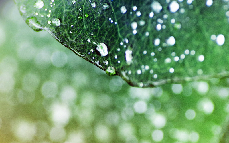 raindrop, 4K, oasis, rainforest, purity, drop, close-up, selective focus, morning, nature, plant, water, freshness, dark, tree, growth, dew, shiny, rained