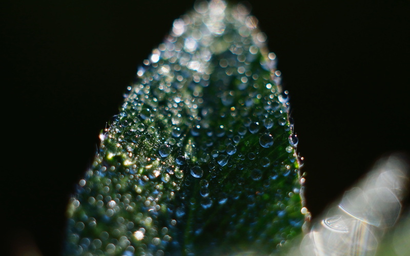 selective focus, wet, freshness, drop, black background, nature, rain, dark, close-up, after, hand, leaf, human hand, precious gem, green color, beauty in nature