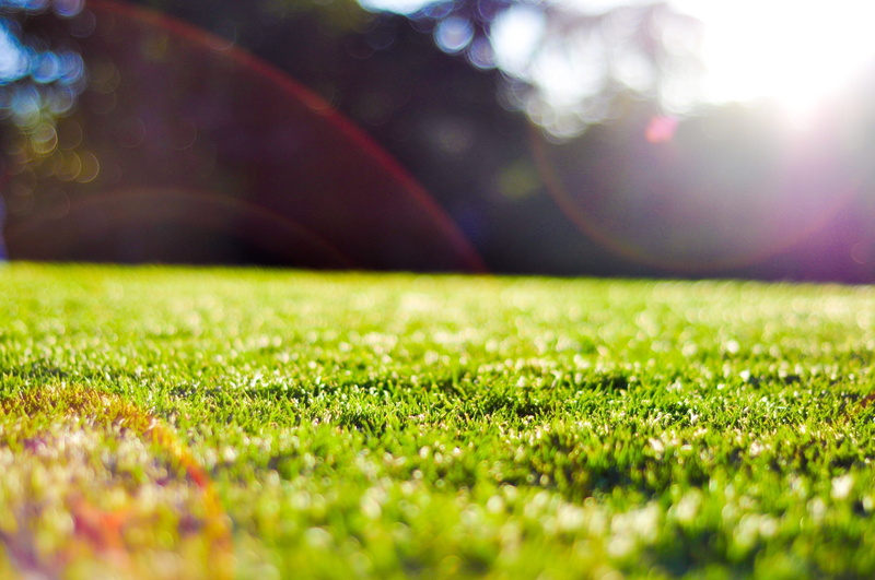 plain, brightly lit, selective focus, lens flare, brisbane, springtime, flare, green, beauty in nature, queensland, plant, front or back yard, summer, nature