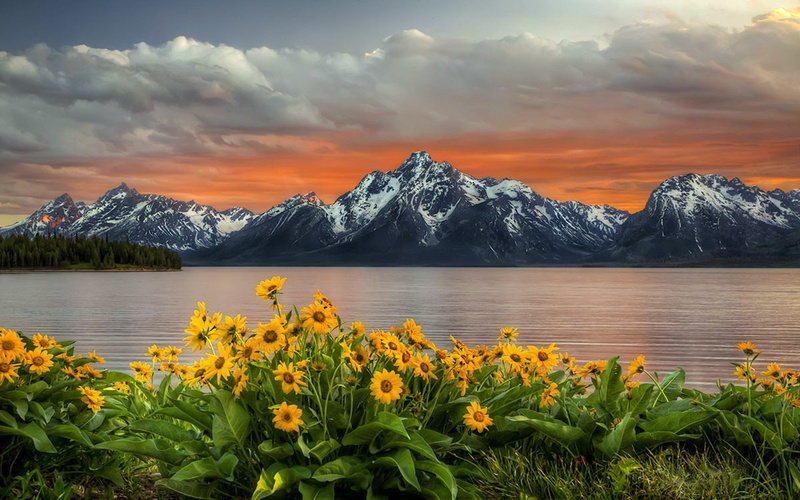 1080P, sunflower, peaks, grand, red, landscape, flowers, snow, clouds, park, national, mountain, teton, hd, lake, yellow, sky, sunset