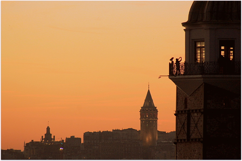 seagull, no people, tower, government, travel destinations, galata tower, travel, spire, beach, fish, solar, building exterior, architecture, religion