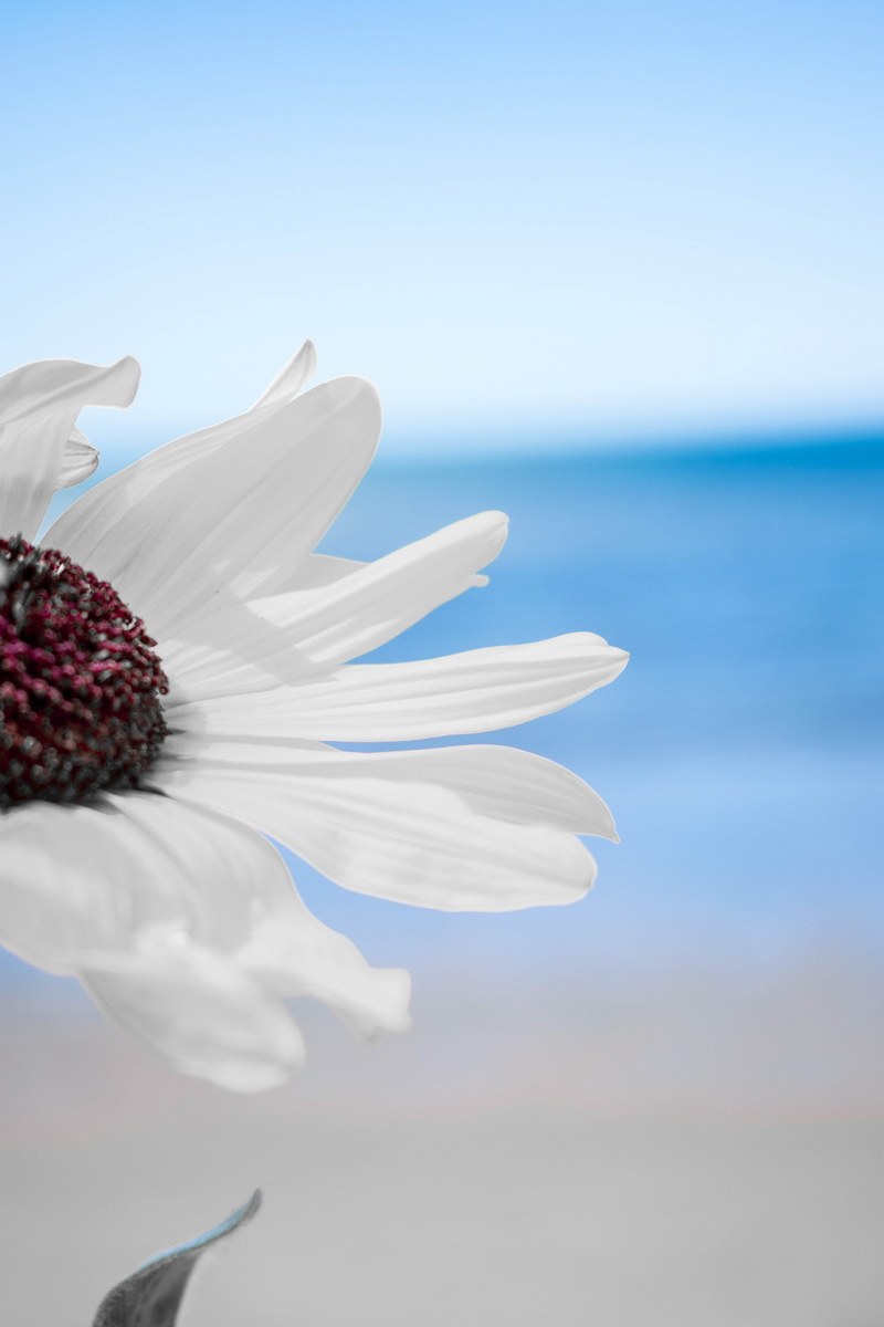 lockscreen, water, vulnerability, flower head, outdoors, petal, close-up, 5K, softness, fragility, day, beauty in nature, flowering plant, sea