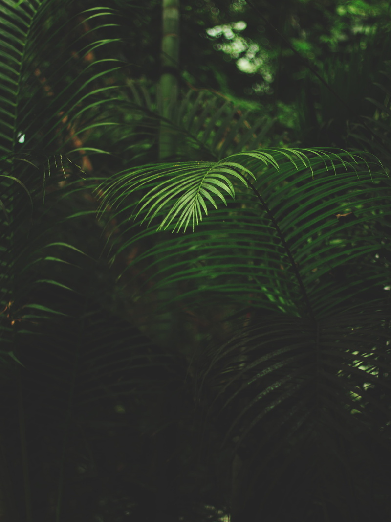 tranquility, plants, plant part, palm tree, environment, green color,, plant, close-up, sunlight, samsung, focus, tree, shallow
