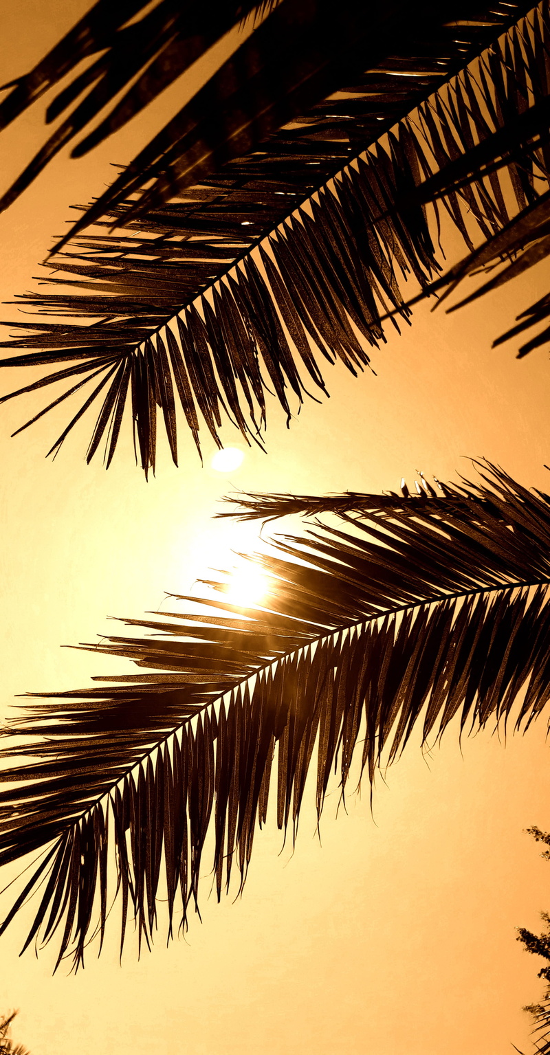 scenics - nature, coconut palm tree, nature, roof, sky, tropical climate, sunset, plant, growth, trees, tranquility, leaf, sepia, plant part, 4K, palm tree